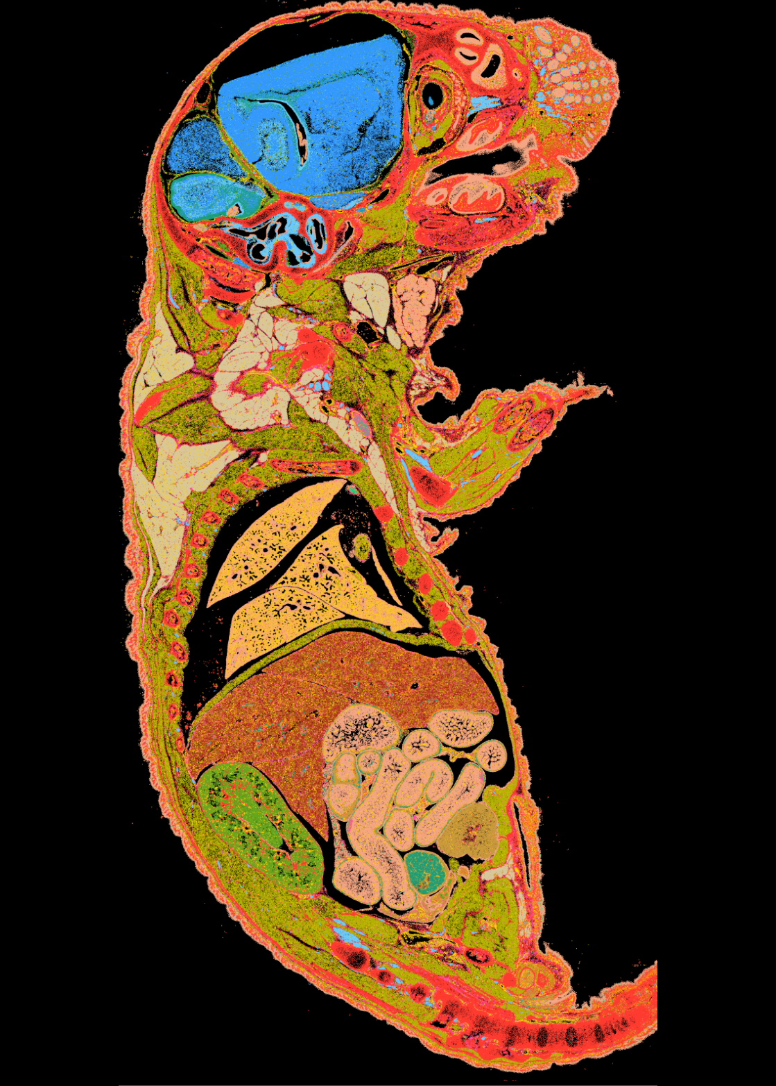 A whole mouse pup with every cell painted by its learned cell-state code
