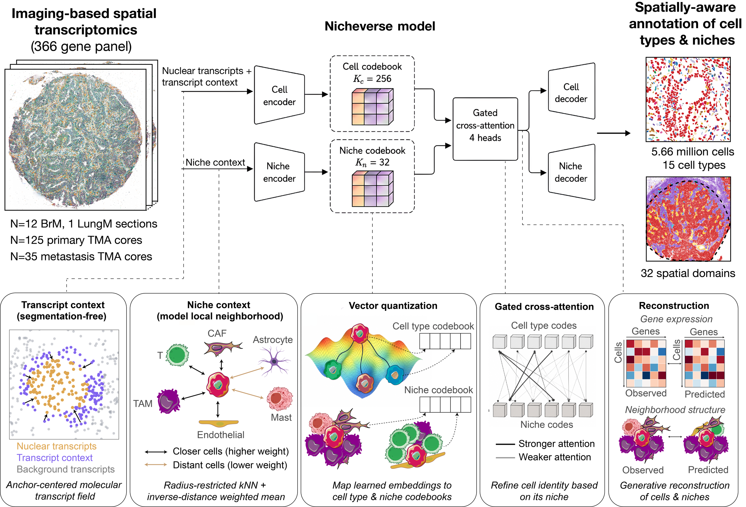 Nicheverse architecture: nuclear transcripts plus segmentation free transcript context feed a cell encoder and a cell codebook of 256 codes, radius restricted inverse distance weighted niche context feeds a niche encoder and a niche codebook of 32 codes, a gated cross attention block with 4 heads refines each cell by its niche, and cell and niche decoders reconstruct expression and neighborhood structure, giving spatially aware annotation of cell types and niches